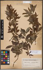 Salix burjatica Nasarow